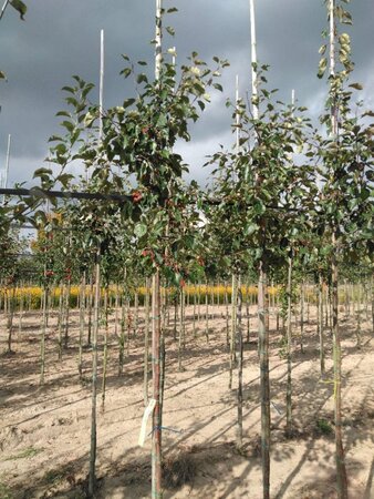 Malus 'Rudolph' 6-8 Hoogstam wortelgoed - afbeelding 2