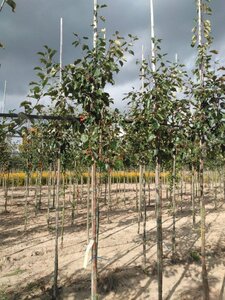 Malus 'Rudolph' 6-8 Hoogstam wortelgoed - afbeelding 2