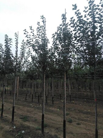 Malus sylvestris 8-10 Hoogstam wortelgoed - afbeelding 5