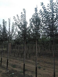 Malus sylvestris 8-10 Hoogstam wortelgoed - afbeelding 5
