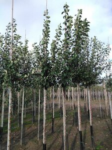 Malus sylvestris 8-10 Hoogstam wortelgoed - afbeelding 3