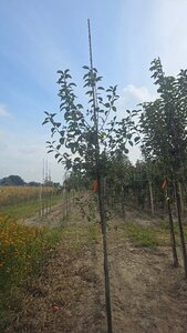 Malus sylvestris 8-10 Hoogstam wortelgoed - afbeelding 4