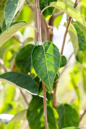 Malus tschonoskii 8-10 Hoogstam wortelgoed - afbeelding 3