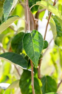 Malus tschonoskii 8-10 Hoogstam wortelgoed - afbeelding 3