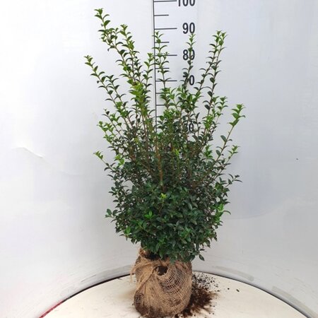 Osmanthus burkwoodii 60-80 cm met kluit - afbeelding 6