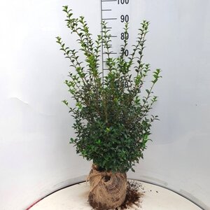 Osmanthus burkwoodii 60-80 cm met kluit - afbeelding 6