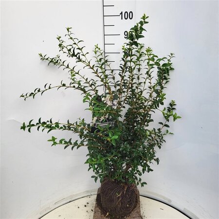 Osmanthus burkwoodii 60-80 cm met kluit - afbeelding 7