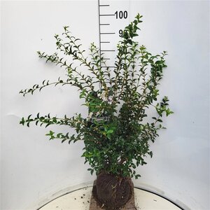 Osmanthus burkwoodii 60-80 cm met kluit - afbeelding 7