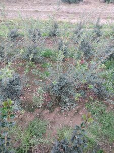 Osmanthus burkwoodii 60-80 cm RB - image 5