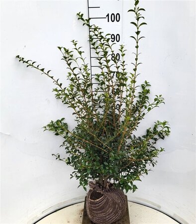 Osmanthus burkwoodii 80-100 cm met kluit