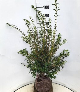 Osmanthus burkwoodii 80-100 cm met kluit