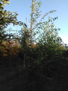 Ostrya carpinifolia 10-12 cm BR feathered