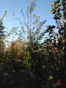 Ostrya carpinifolia 12-14 cm BR feathered 2 X V