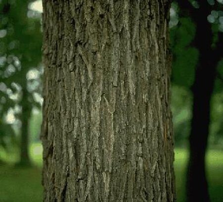 Ostrya carpinifolia 16-18 Hoogstam draadkluit 3 X verplant