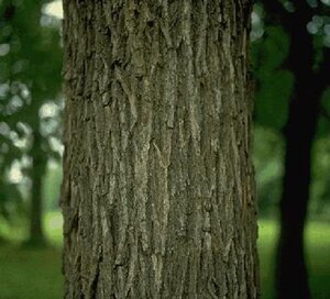 Ostrya carpinifolia 16-18 Hoogstam draadkluit 3 X verplant