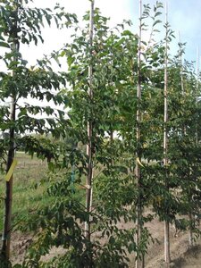 Ostrya carpinifolia 6-8 cm BR feathered