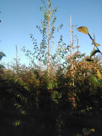 Ostrya carpinifolia 8-10 cm BR feathered