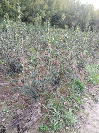Osmanthus heterophyllus = aquifolium 100-125 cm RB - image 2