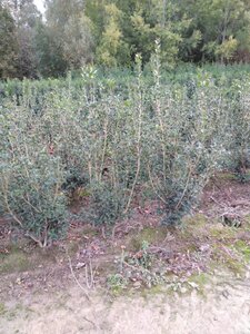 Osmanthus heterophyllus = aquifolium 125-150 cm RB - image 2