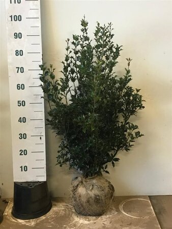 Osmanthus heterophyllus = aquifolium 80-100 cm met kluit - afbeelding 2