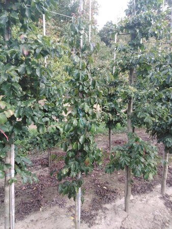 Parrotia persica 6-8 cm met kluit geveerd - afbeelding 2