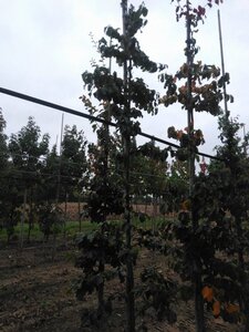 Parrotia persica 6-8 cm met kluit geveerd - afbeelding 1
