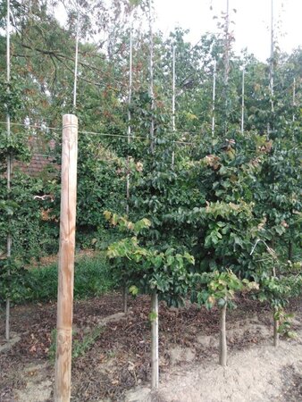 Parrotia persica 8-10 cm met kluit geveerd - afbeelding 2