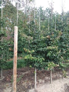 Parrotia persica 8-10 cm met kluit geveerd - afbeelding 2
