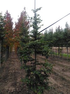 Parrotia persica 8-10 cm met kluit geveerd - afbeelding 1