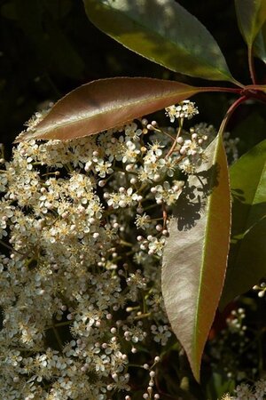 Photinia fraseri 'Red Robin'= 'Roodborstje' 100-125 cm met kluit - afbeelding 2