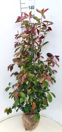 Photinia fraseri 'Red Robin'= 'Roodborstje' 100-125 cm met kluit - afbeelding 11
