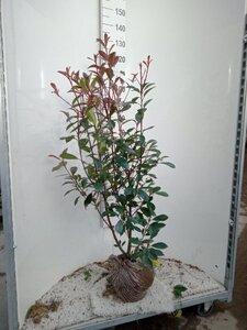 Photinia fraseri 'Red Robin'= 'Roodborstje' 100-125 cm met kluit - afbeelding 2