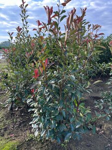 Photinia fraseri 'Red Robin'= 'Roodborstje' 150-175 cm met kluit - afbeelding 9