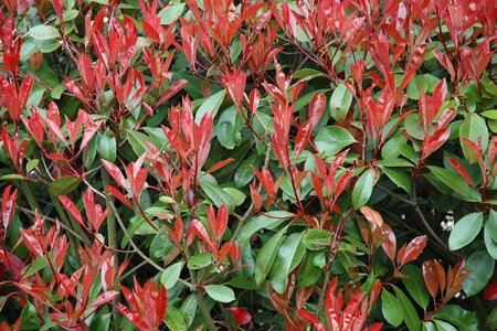 Photinia fraseri 'Red Robin'= 'Roodborstje' 200-250 cm met kluit - afbeelding 7