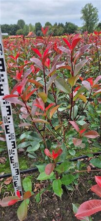 Photinia fraseri 'Red Robin'= 'Roodborstje' 60-80 cm met kluit - afbeelding 8