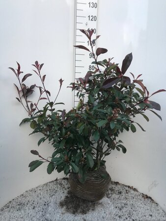 Photinia fraseri 'Red Robin'= 'Roodborstje' 80-100 cm met kluit - afbeelding 13