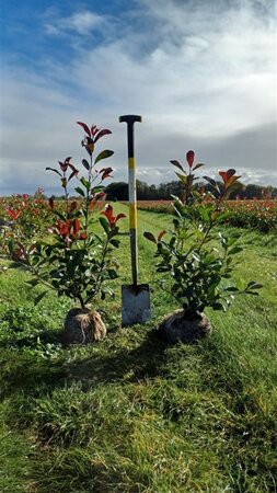 Photinia fraseri 'Red Robin'= 'Roodborstje' 80-100 cm met kluit - afbeelding 3