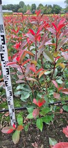 Photinia fraseri 'Red Robin'= 'Roodborstje' 80-100 cm met kluit - afbeelding 6