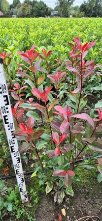 Photinia fraseri 'Red Robin'= 'Roodborstje' 80-100 cm met kluit - afbeelding 5