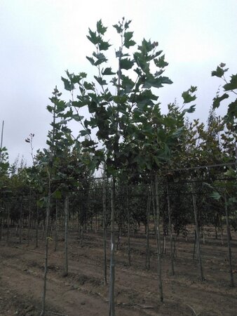 Platanus hispanica 12-14 Hoogstam wortelgoed 2 X verplant - afbeelding 4