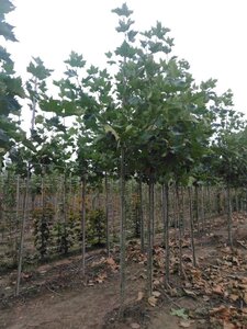 Platanus hispanica 12-14 Hoogstam wortelgoed 2 X verplant - afbeelding 2