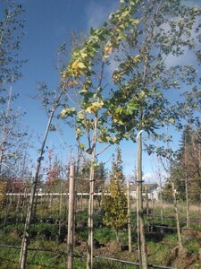 Platanus hispanica 16-18 Hoogstam draadkluit 3 X verplant
