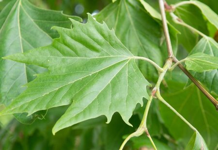 Platanus hispanica 18-20 Hoogstam wortelgoed 3 X verplant - afbeelding 1