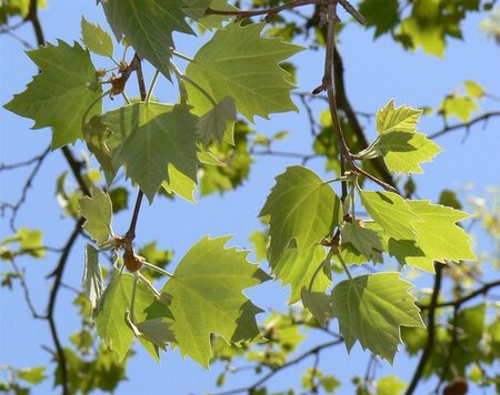 Platanus hispanica 18-20 Hoogstam wortelgoed 3 X verplant - afbeelding 13