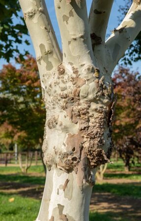 Platanus hispanica 18-20 Hoogstam wortelgoed 3 X verplant - afbeelding 15