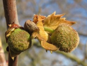 Platanus hispanica 18-20 Hoogstam wortelgoed 3 X verplant - afbeelding 16