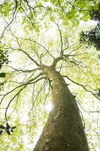 Platanus hispanica 18-20 Hoogstam wortelgoed 3 X verplant - afbeelding 18