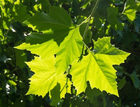 Platanus hispanica 18-20 Hoogstam wortelgoed 3 X verplant - afbeelding 3