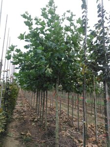 Platanus hispanica 20-25 Hoogstam draadkluit 3 X verplant - afbeelding 2
