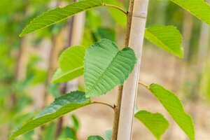 Prunus a. 'Big. Blanc et Rose' 25-30 Hoogstam draadkluit 4 X verplant - afbeelding 2